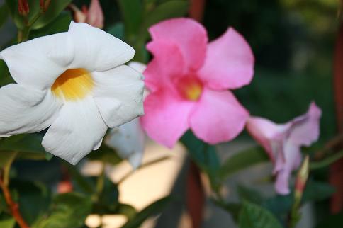 Mandevilla2
