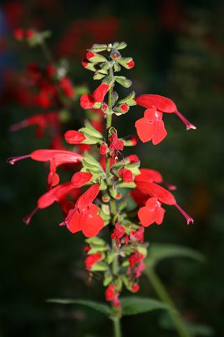 Red Salvia
