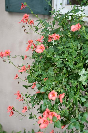 Nemesia made a return