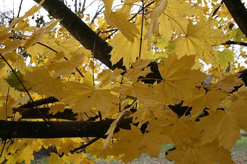 Yellow maple