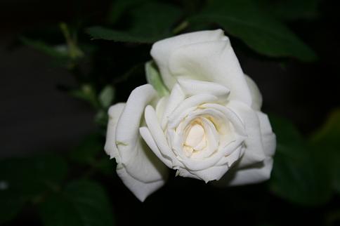 The miniature rose