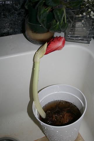 Sprouted amaryllis