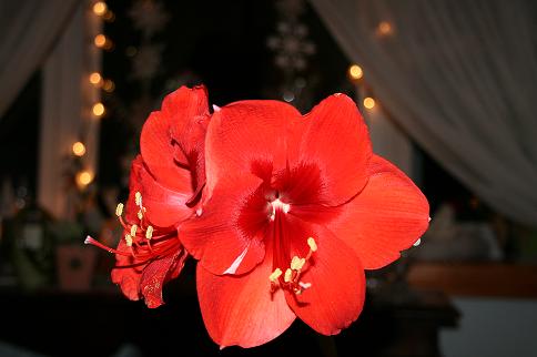 Red amaryllis