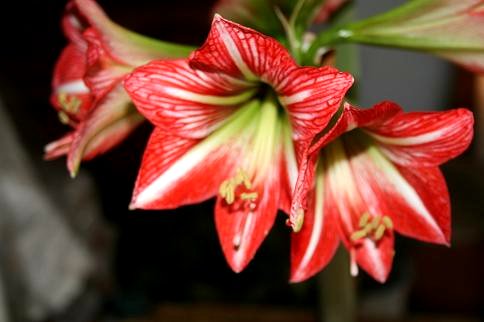 Amaryllis blooming
