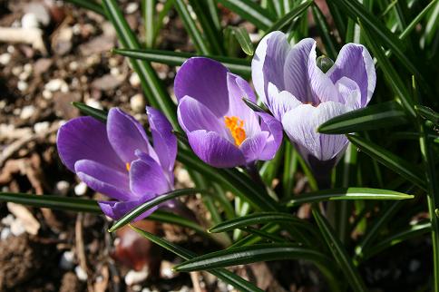 Crocuses