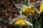 Daffodils