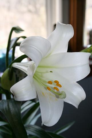 Easter lily