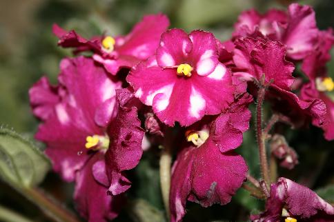 A cheerful real violet