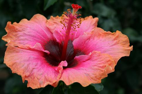 Neon pink and orange hibiscus
