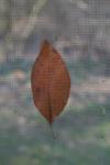 Leaf on screen