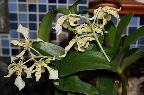 The other new orchid