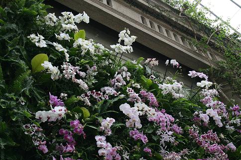 Wall of Orchids