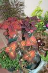 coleus
