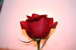 singlerose1