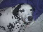 baxter