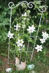 clematis
