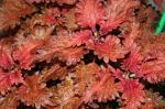 coleus
