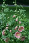hollyhock