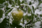 October snow 2011&nbsp;012
