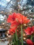 amaryllis