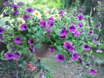 petunias