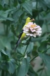 goldfinches 017