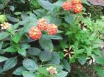 lantana