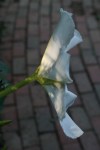 moonflower 012