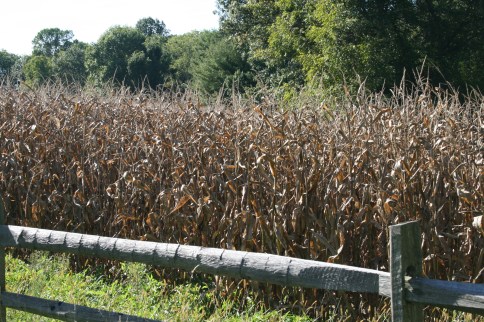 Brandywine_hills 028