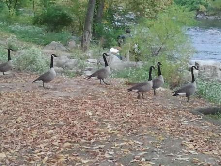 geese