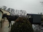 horsebuggy