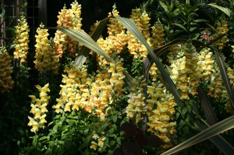 LongwoodOrchids13 015