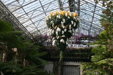 LongwoodOrchids13 047