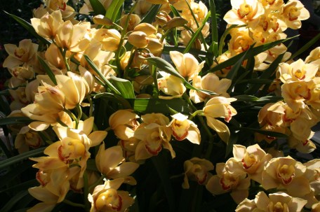 LongwoodOrchids13 052