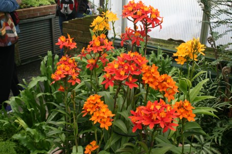 LongwoodOrchids13 100