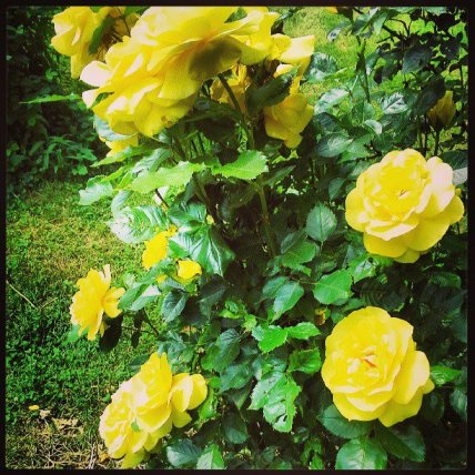 yellowroses