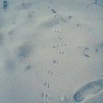 snowprints