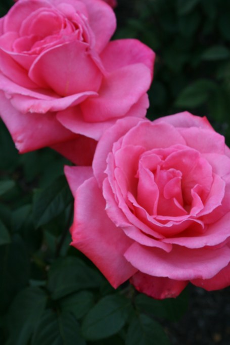 HersheyGardens14 004