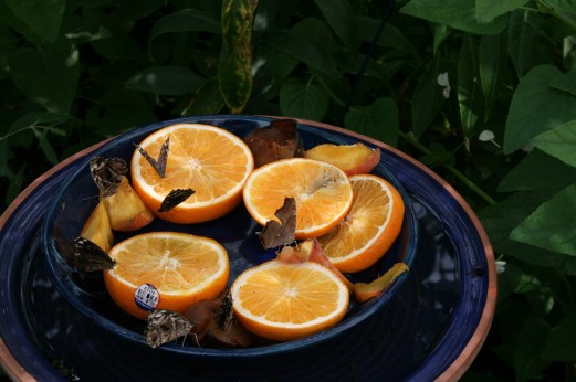 HersheyGardens14 041