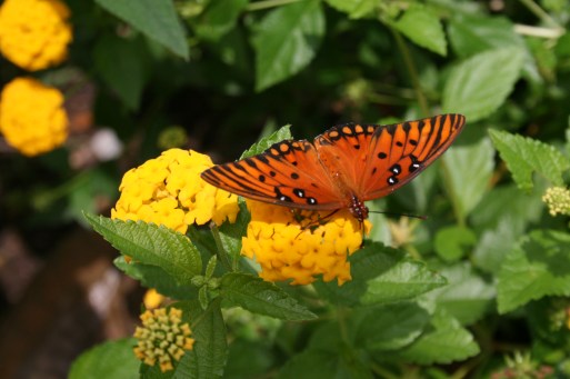 HersheyGardens14 046