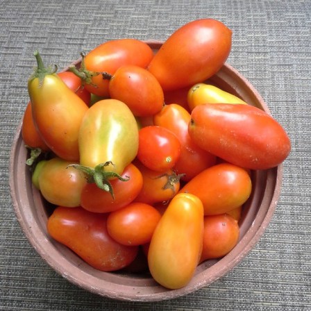 tomatoes14