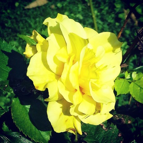 yellowrose14